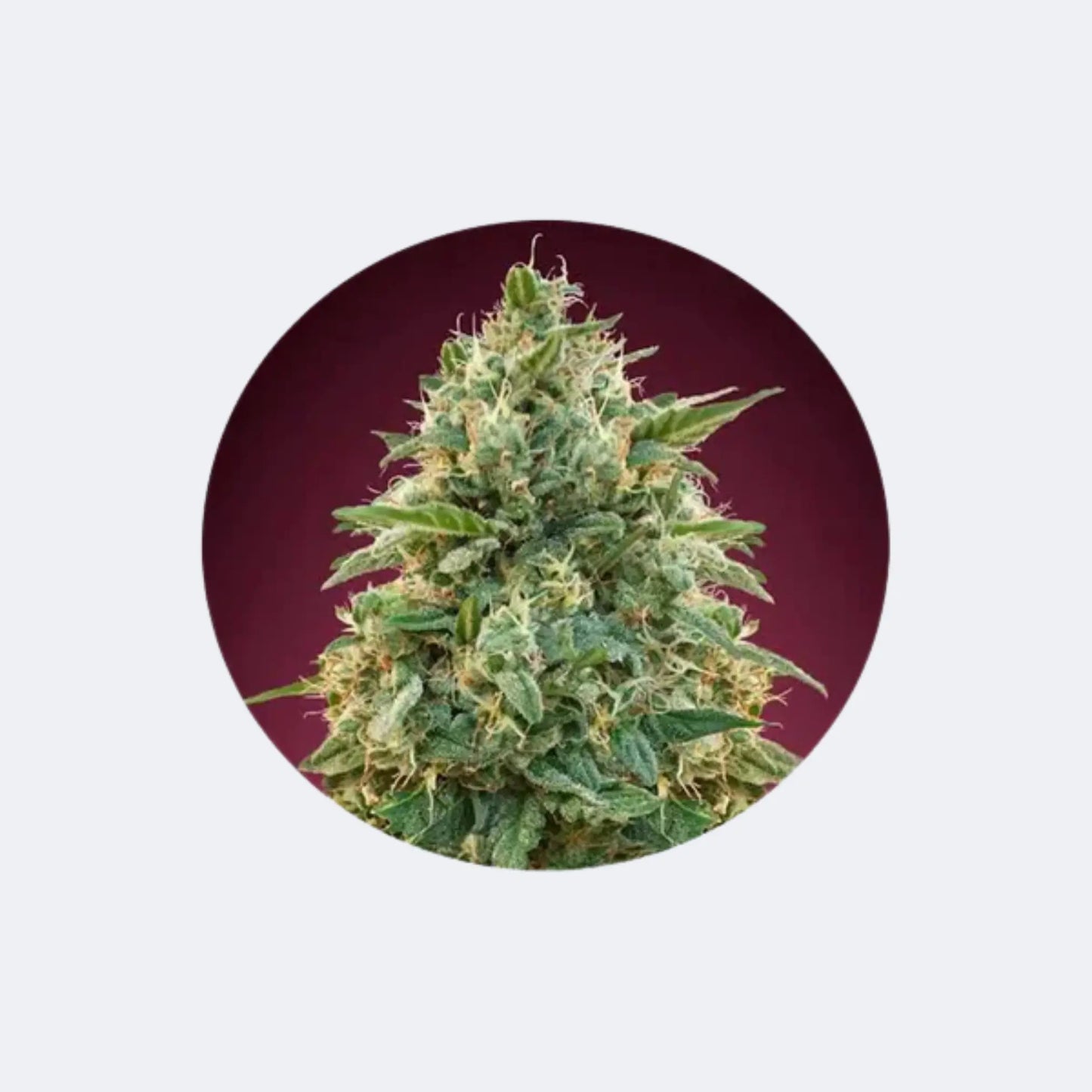 Cannabis Samen "Amnesia" - Feminized - 3 Stck.