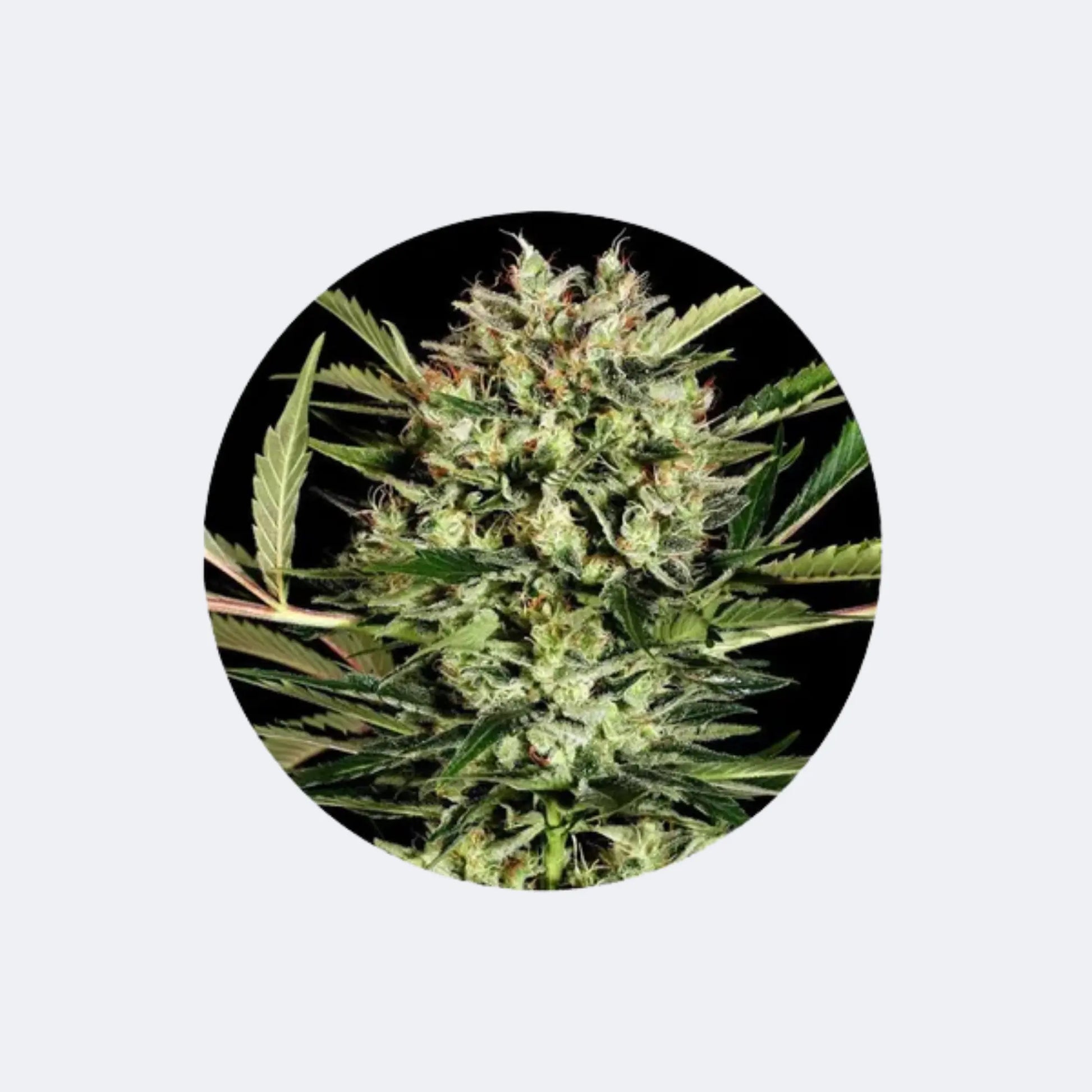 Cannabis Samen "Big Bud" - Autoflower - 3 Stck.