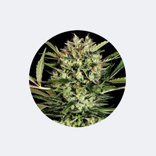 Cannabis Samen "Big Bud" - Autoflower - 3 Stck.
