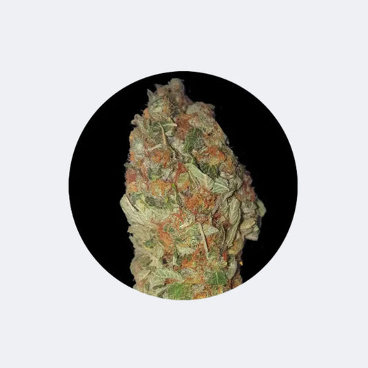 Cali Genetics "Candy Kush" - Feminized - 3 Stck.