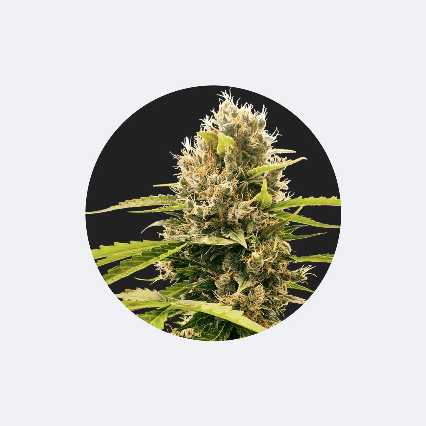 Cannabis Samen "Cream Mandarine" - Autoflower - HYBRID - 3 Stck.