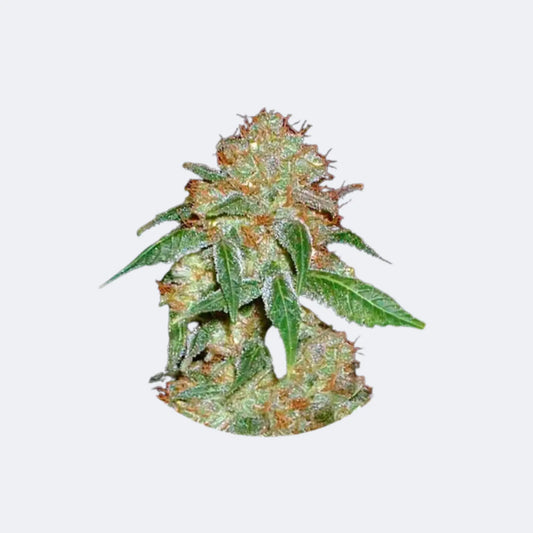 Cannabis Samen "Dark Domina" - Feminized - 3 Stck.