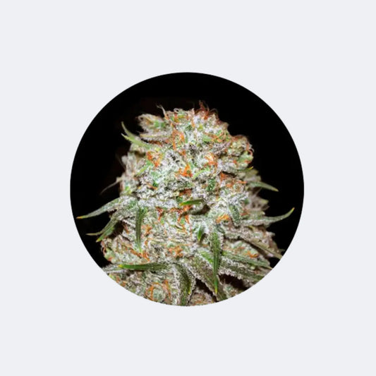Cannabis Samen "Easy Ryder" - Autoflower - 3 Stck.