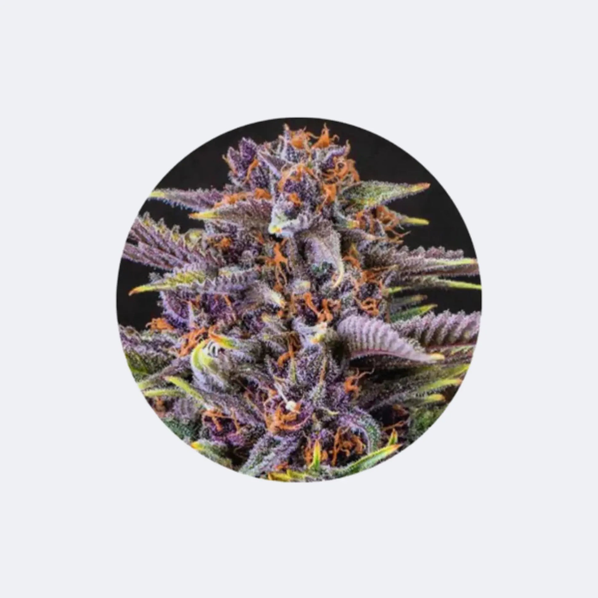 Cannabis Samen "Forbidden Fruit" - Feminized - 3 Stck.