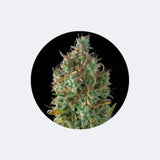 Cali Genetics