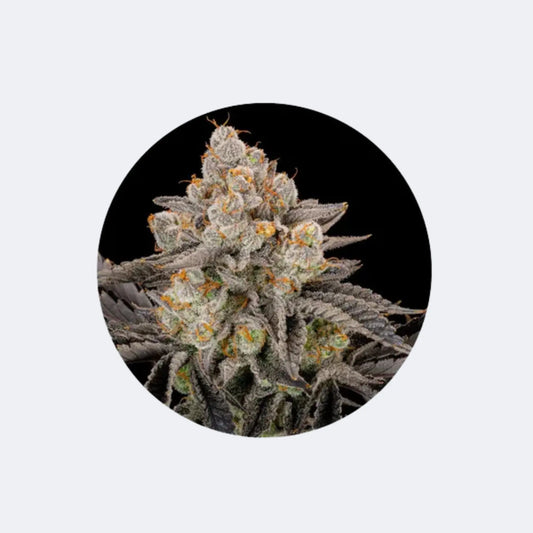 Cannabis Samen "Gorilla Cookies" - Feminized - 3 Stck.