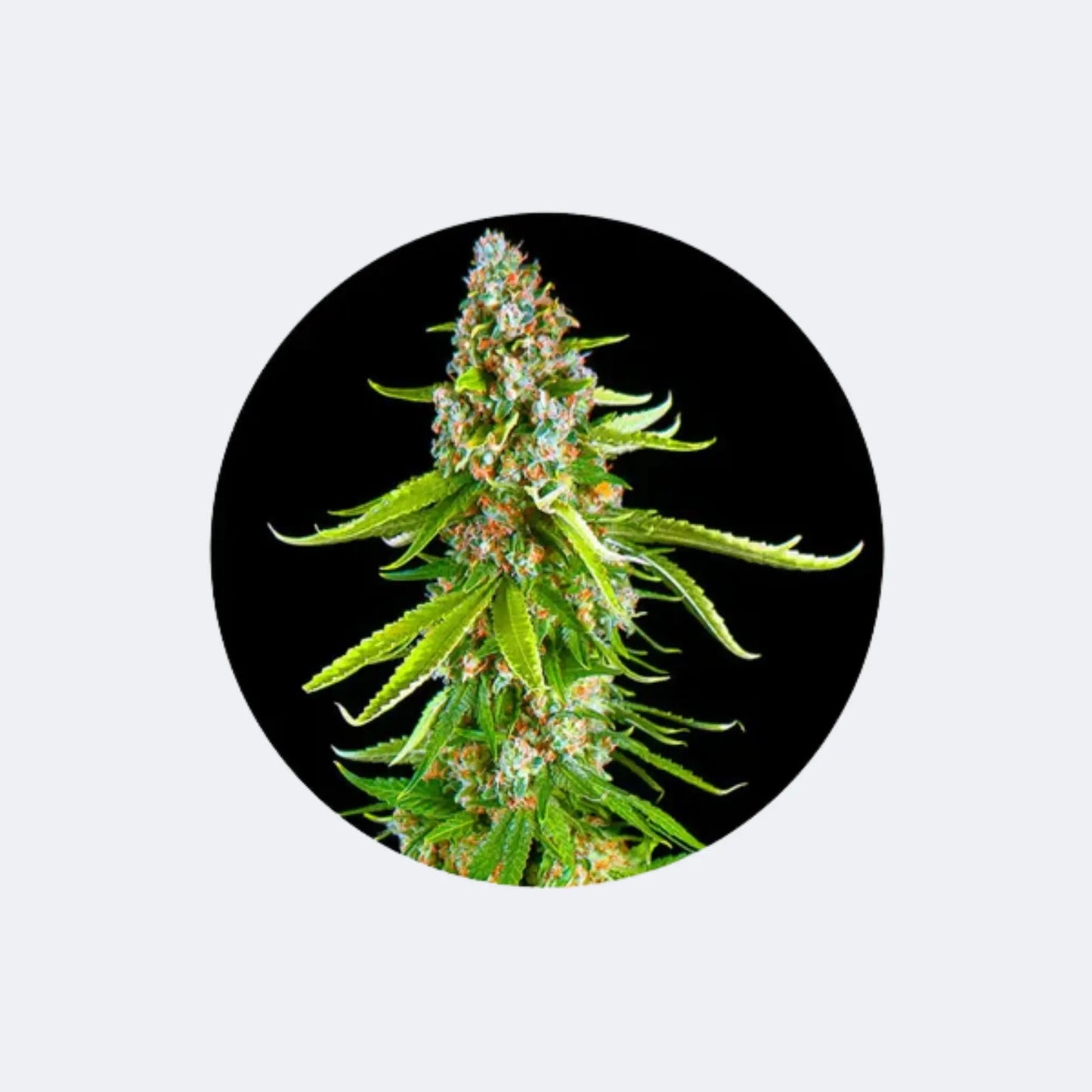 Cali Genetics "Green Crack" - Autoflower - 3 Stck.