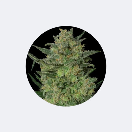 Cannabis Samen "LSD" - Feminized - 3 Stck.