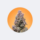 Cali Genetics