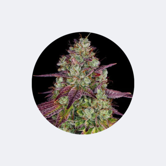 Cannabis Samen "Mimosa" - Feminized - 3 Stck.