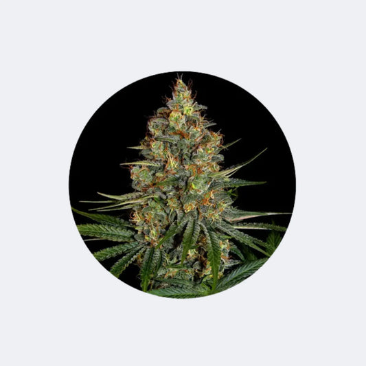 Cannabissamen "NYC Diesel" - Autoflower - 3 Stck.