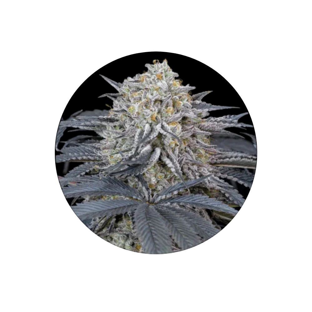 Cali Genetics "Cherry Runtz" - Feminized - 3 pcs.