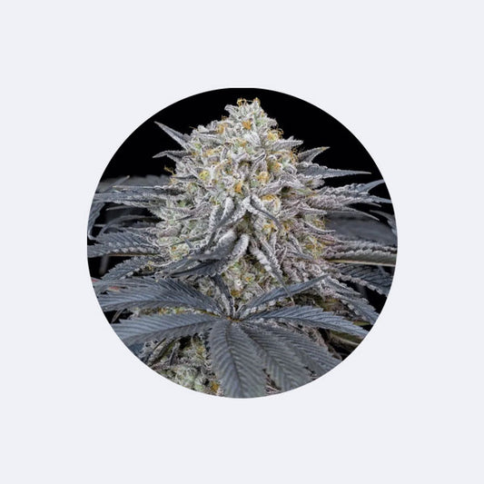 Cali Genetics "Cherry Runtz" - Feminized - 3 Stck.