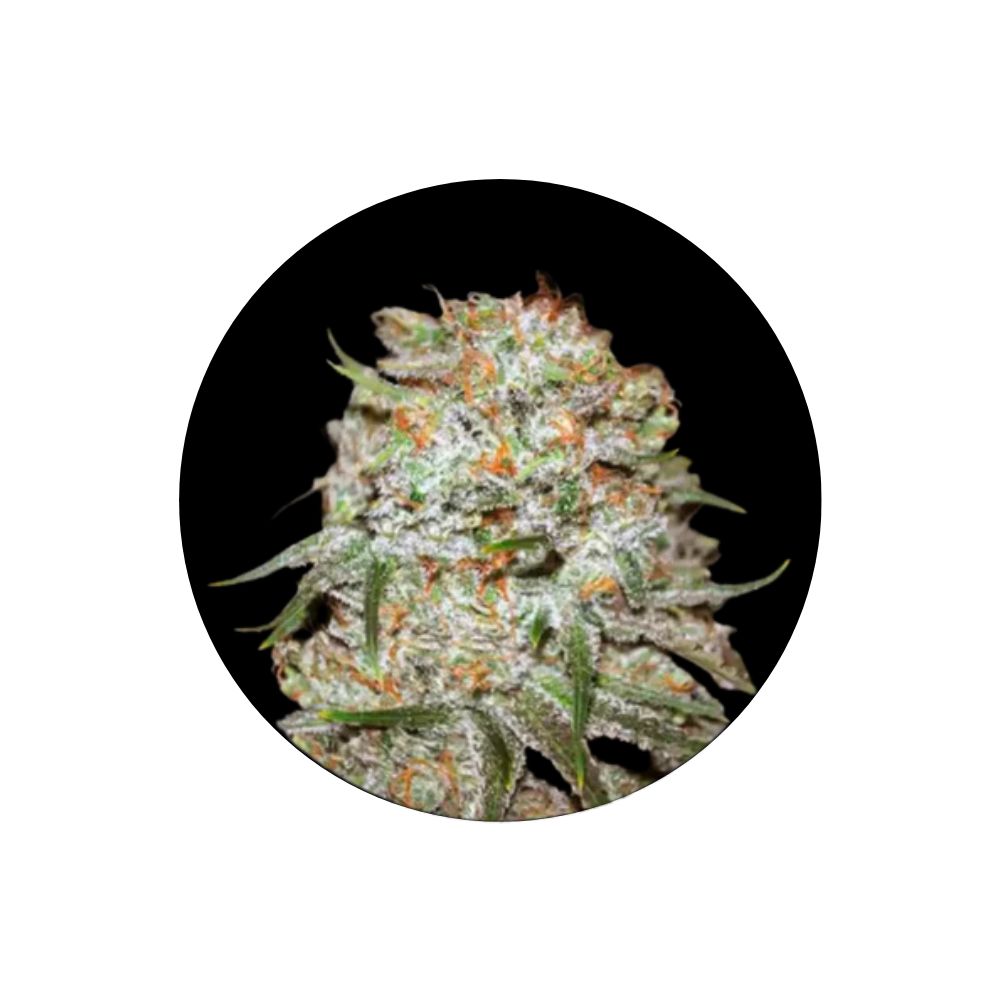 Cannabis seeds "Easy Ryder" - Autoflower - 3 pcs.