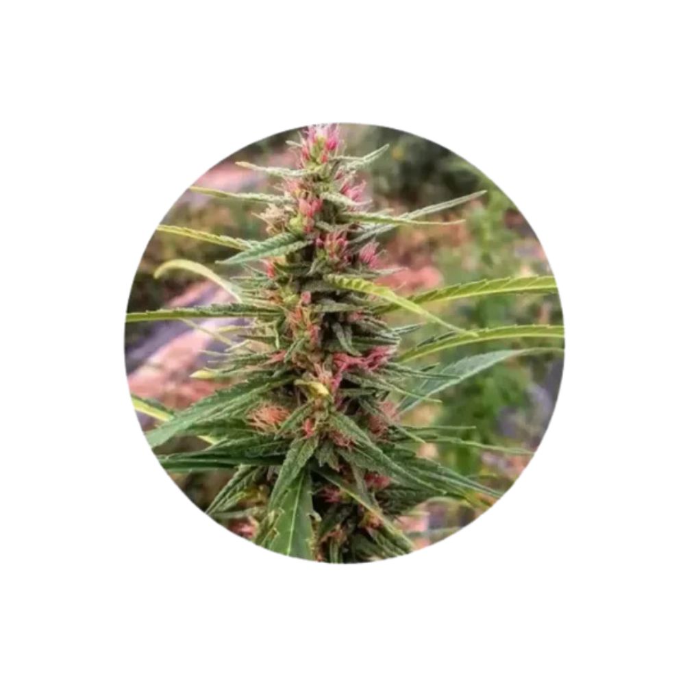 CBD seeds "Eletta Campana" - feminized - 3 pcs.