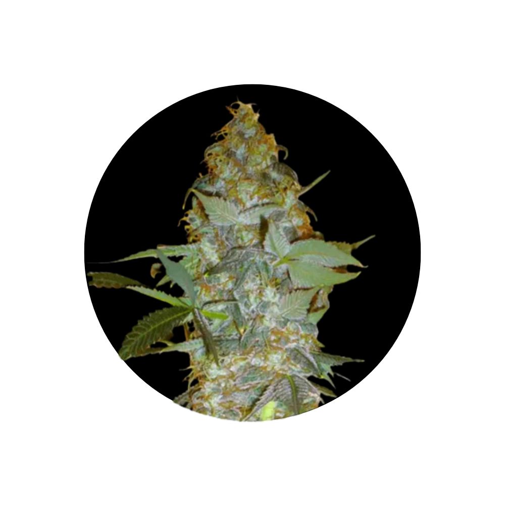Cannabis/Hemp Seeds "Euforia" - Feminized - 3 pcs.