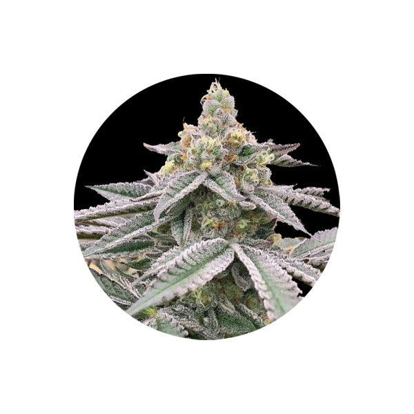 Cannabis Samen "Fat Bastard" - Autoflower - 3 Stck.