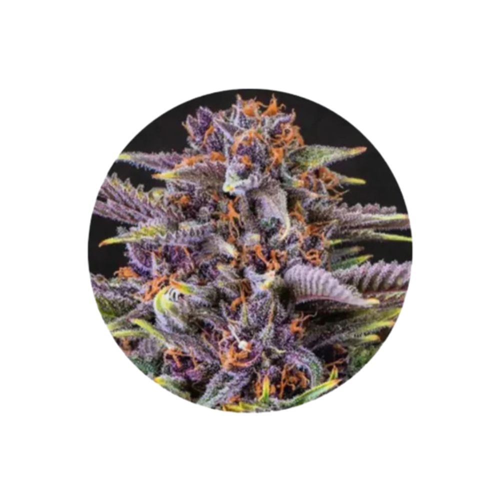 Cannabis seeds "Forbidden Fruit" - Feminized - 3 pcs.