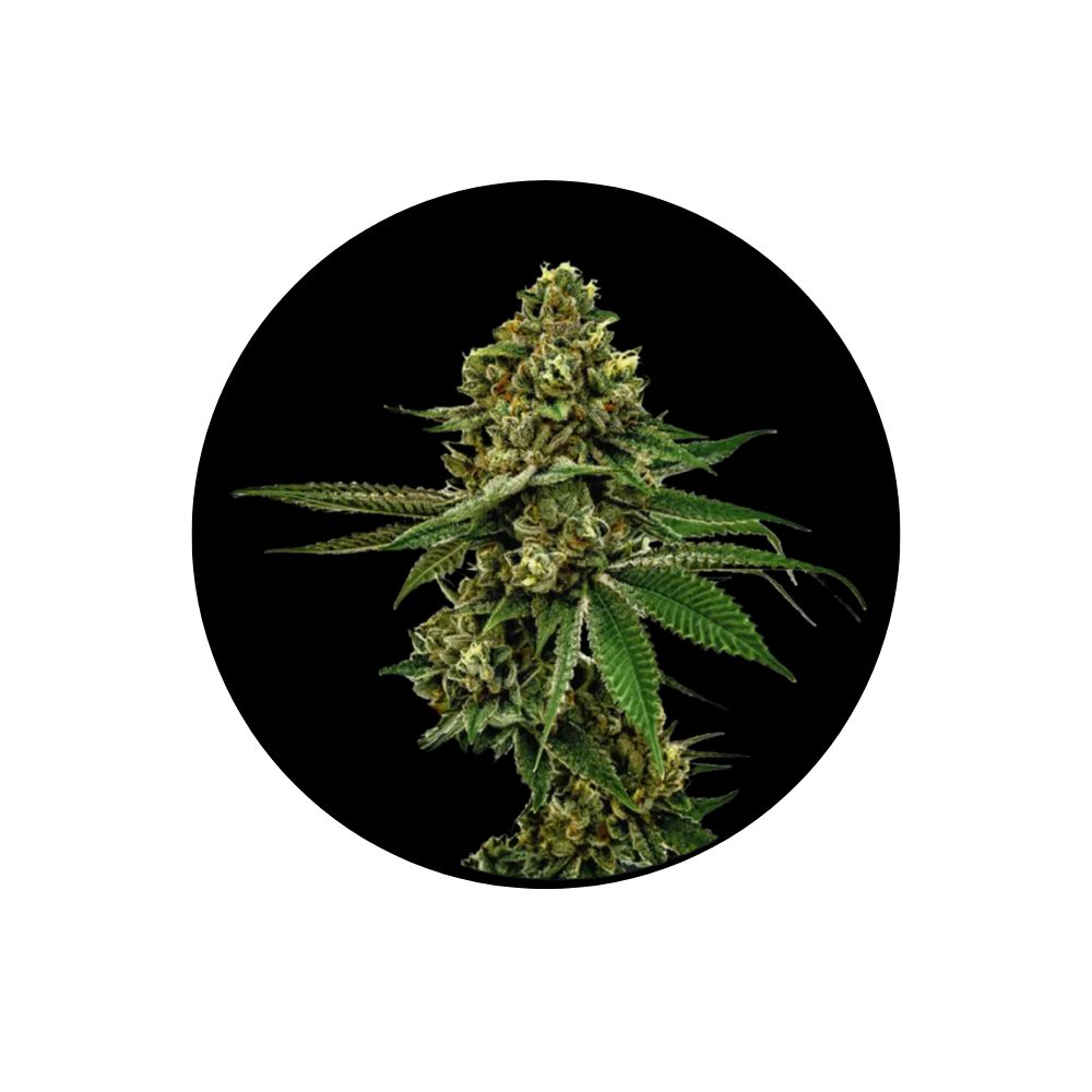 Cali Genetics "Forbidden Runtz" - Fast Flowering - 3 pcs.