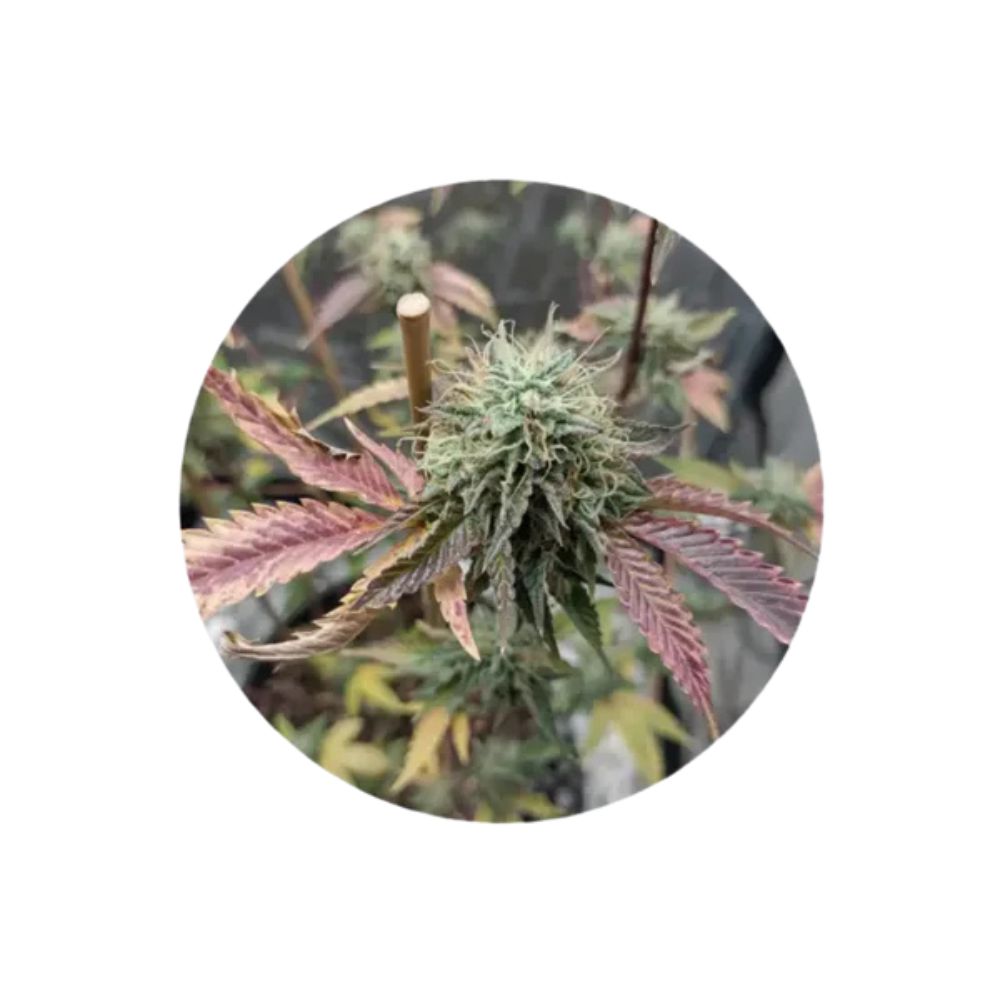 CBD cannabis seeds "Fruit Cake" - feminized - 3 pcs.