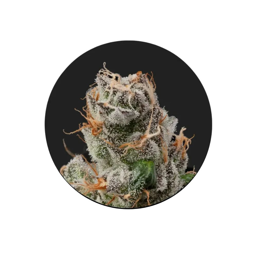 Cali Genetics "GMO Rootbeer" - Fast Flowering - 3 pcs.