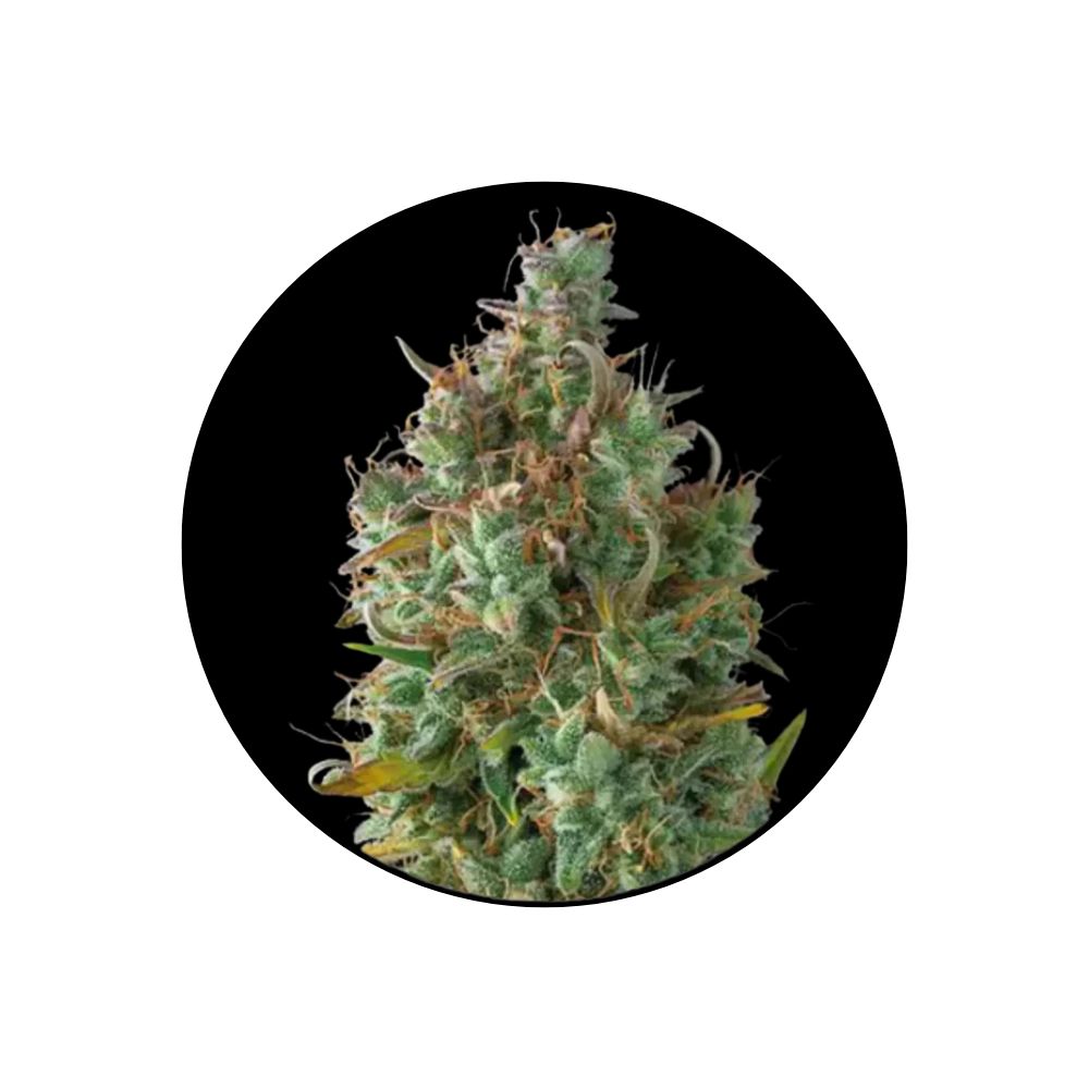 Cali Genetics "Gelato" - Autoflower - 3 pcs.