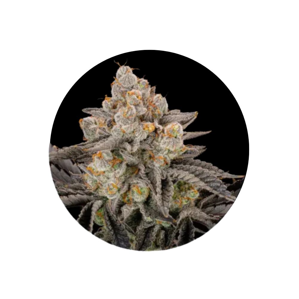 Cannabis seeds "Gorilla Cookies" - Feminized - 3 pcs.