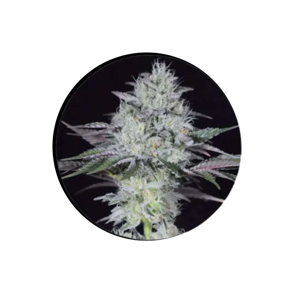 Cannabis seeds "Gorilla Glue" - Autoflower - 3 pcs.