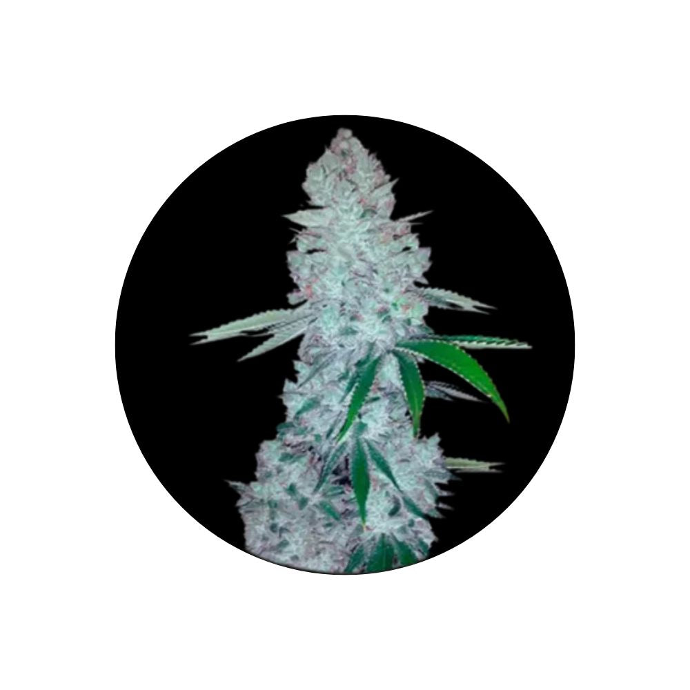 Cannabis seeds "Gorilla Glue" - Feminized - 3 pcs.