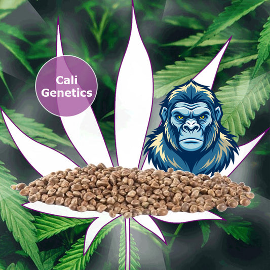 🌱Neu! Cali Genetics "Gorilla Glue" - Feminized - 3 Stck.🌱