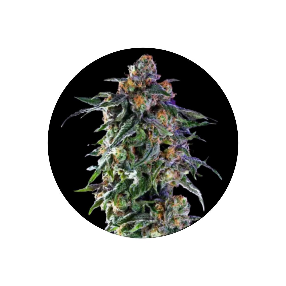 Cannabis/Hemp Seeds "Granddaddy Purple" - Feminized - 3 pcs.