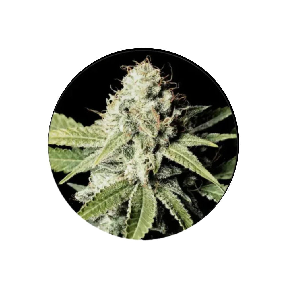 Cannabis/Hemp Seeds "Great White Shark" - Feminized - 3 pcs.