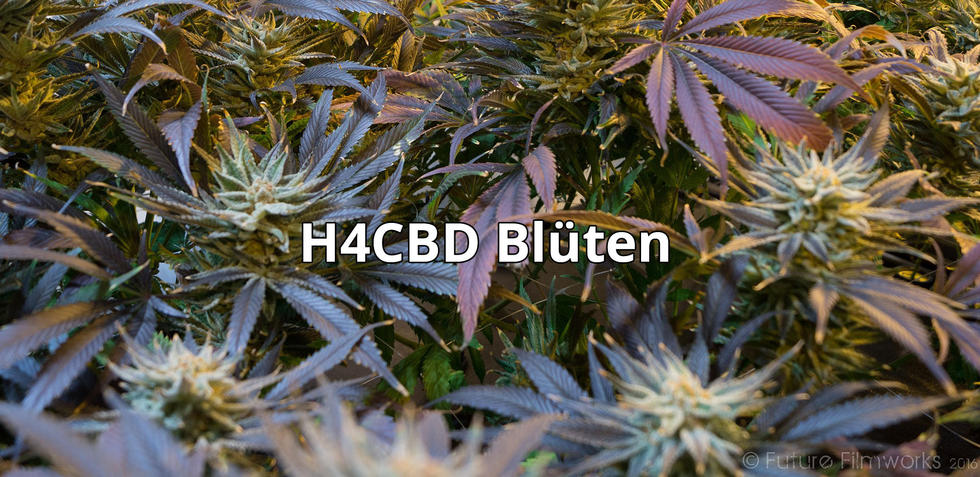 H4CBD Blüten, extrem Wirkungsstark