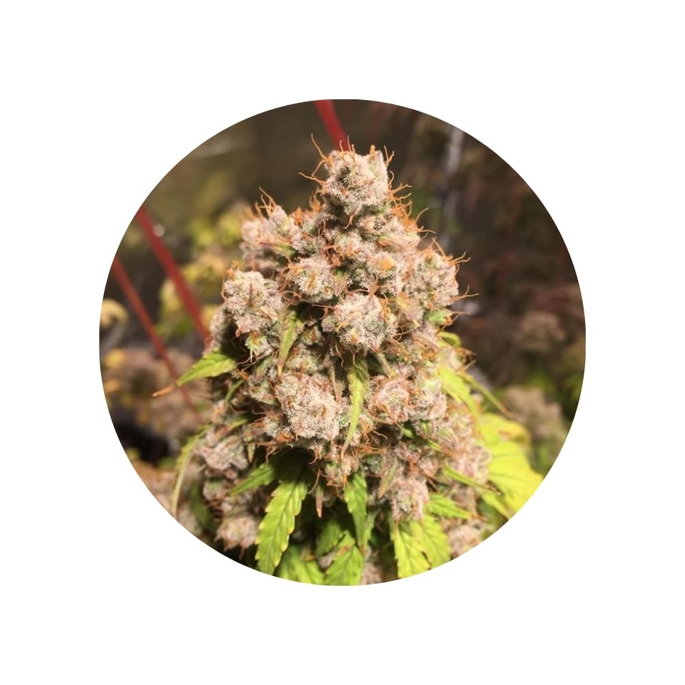 CBD hemp seeds "Amnesia Haze" - feminized - 3 pcs.