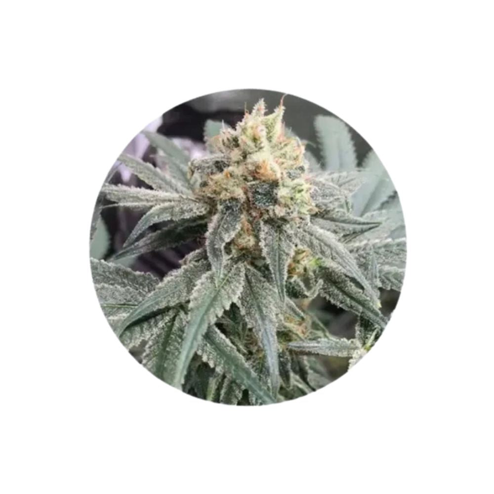 CBD cannabis seeds "Honey M" - feminized - 3 pcs.