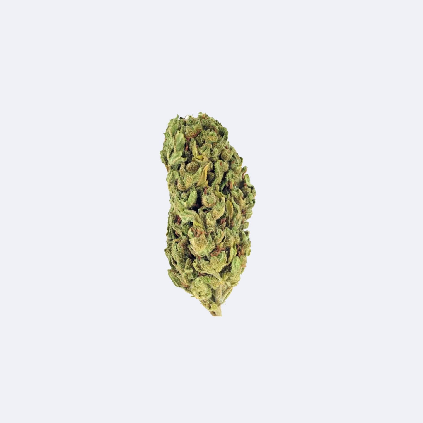 Jack Herer Premium CBD Blüten | 40% CBD