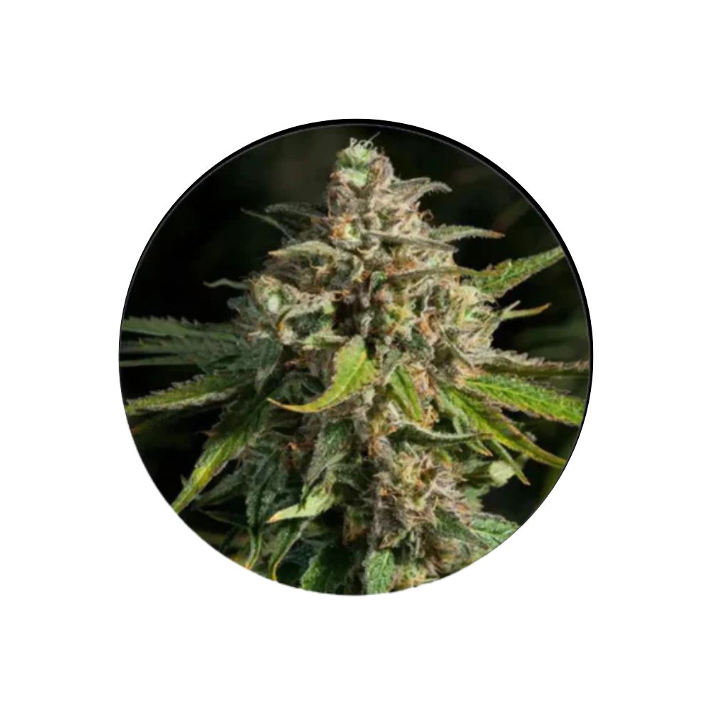 Cannabis/Hemp Seeds "Lavender" - Feminized - 3 pcs.