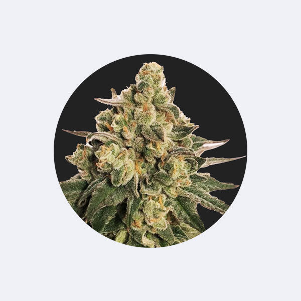 !SOPO! Cannabissamen "MAC" - Autoflower - 3 Stck.