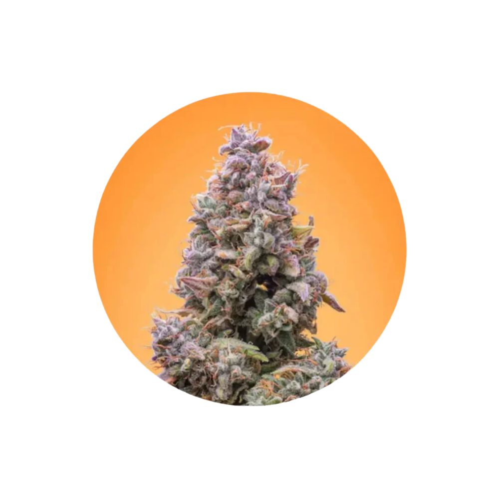 Cali Genetics "Mango Smile" - Autoflower - 3 Stck.