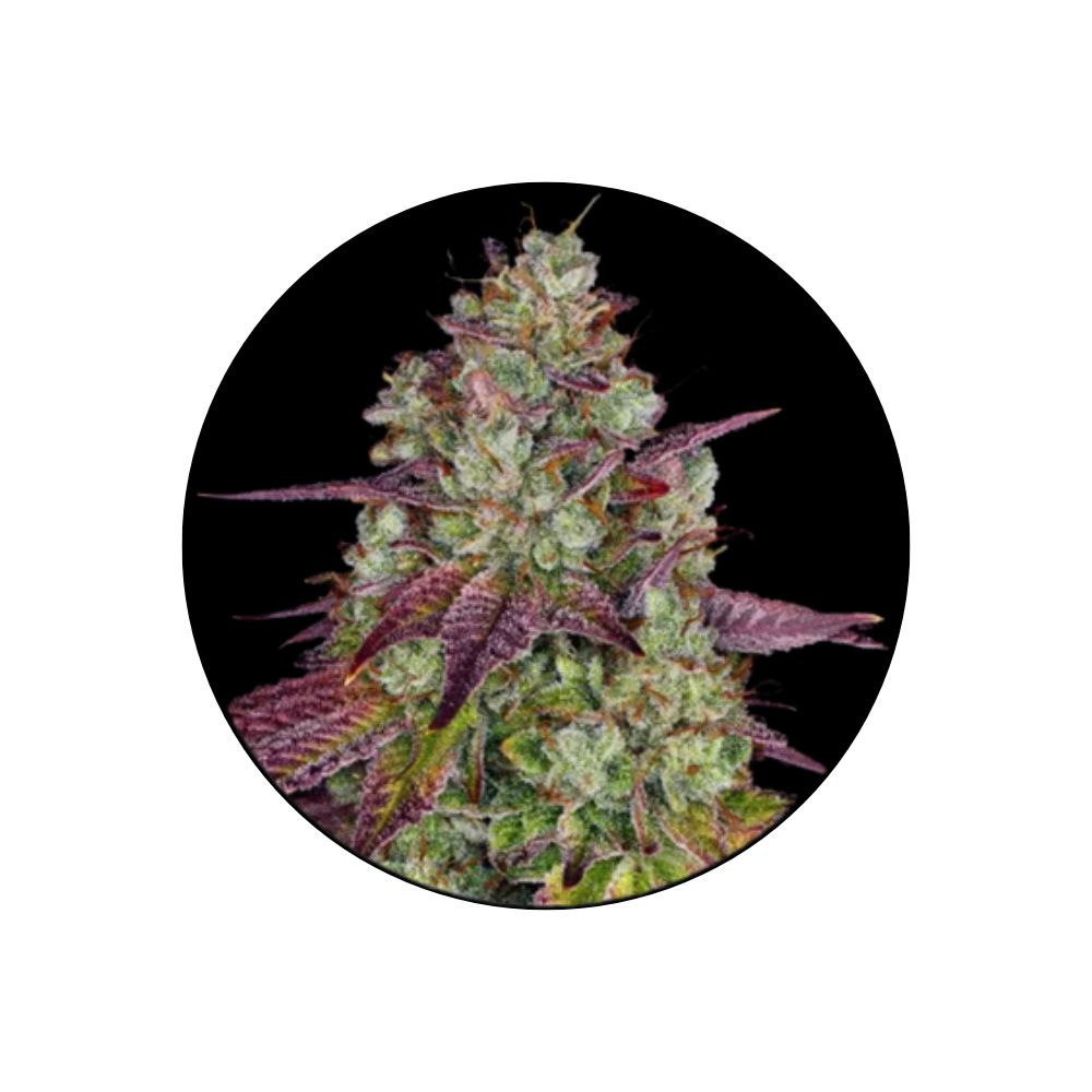 Cannabis seeds "Mimosa" - Feminized - 3 pcs.