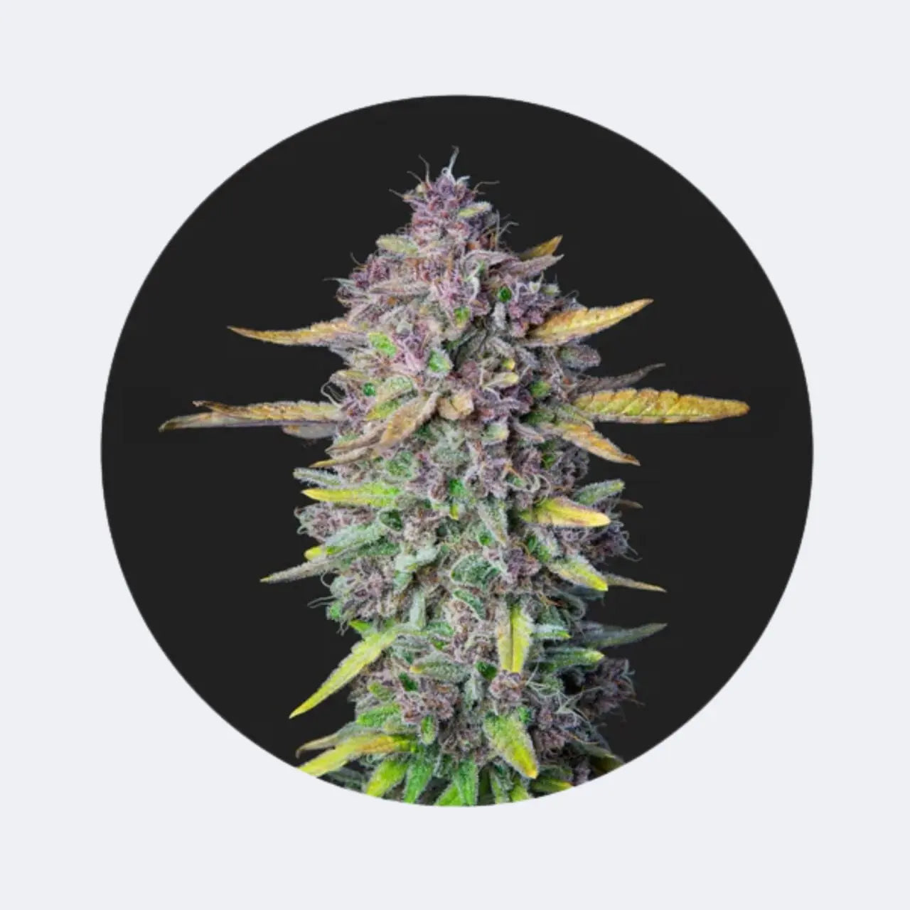 Cali Genetics "Purple Milkshake" - Fast Flowering - 3 Stck.