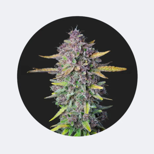 Cali Genetics "Purple Milkshake" - Fast Flowering - 3 Stck.