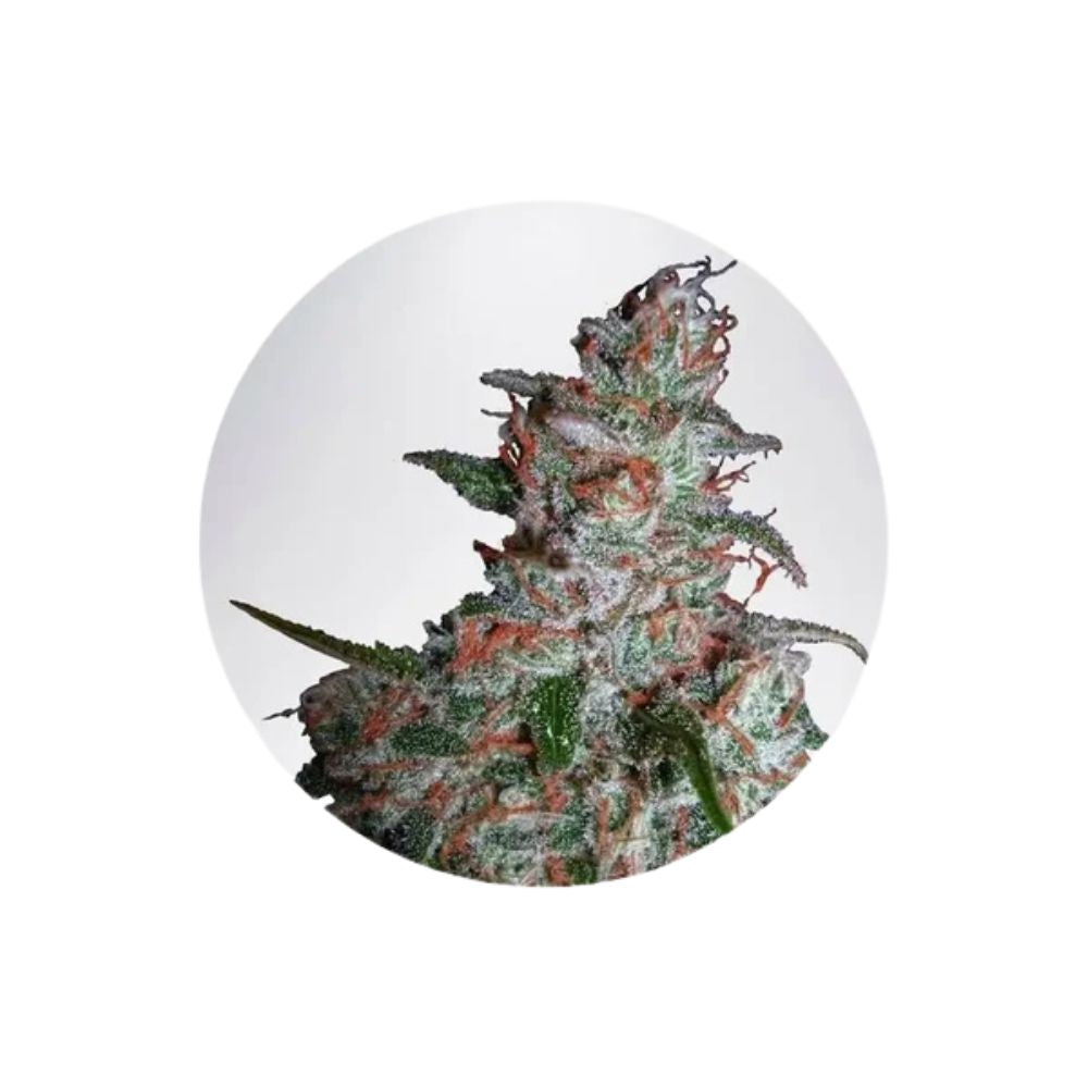 Cannabis seeds "Northern Lights" - Autoflower - 3 pcs.