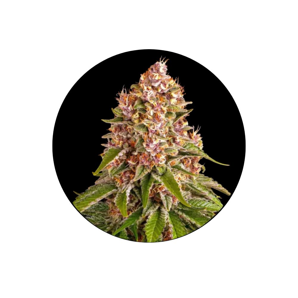 Cali Genetics "Pinky420" - Autoflower - 3 pcs.