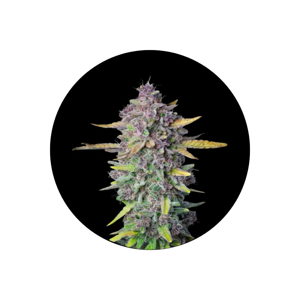 Cali Genetics "Purple Milkshake" - Fast Flowering - 3 pcs.