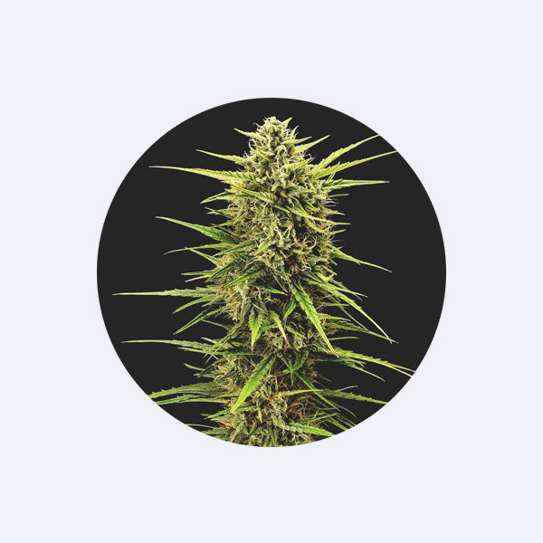 !SOPO! Cannabissamen "Rainbow Apples" - Feminized - 3 Stck.