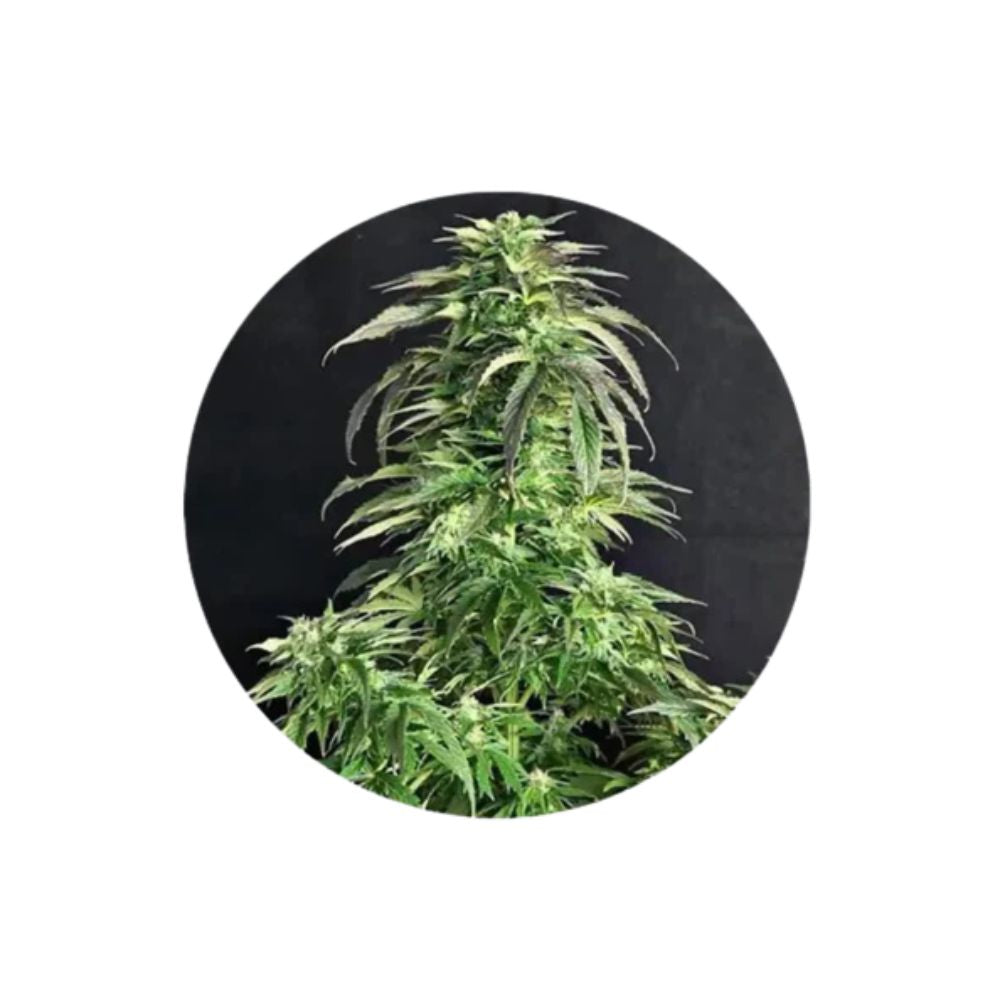 Cannabis seeds "Somango" - Autoflower - 3 pcs.