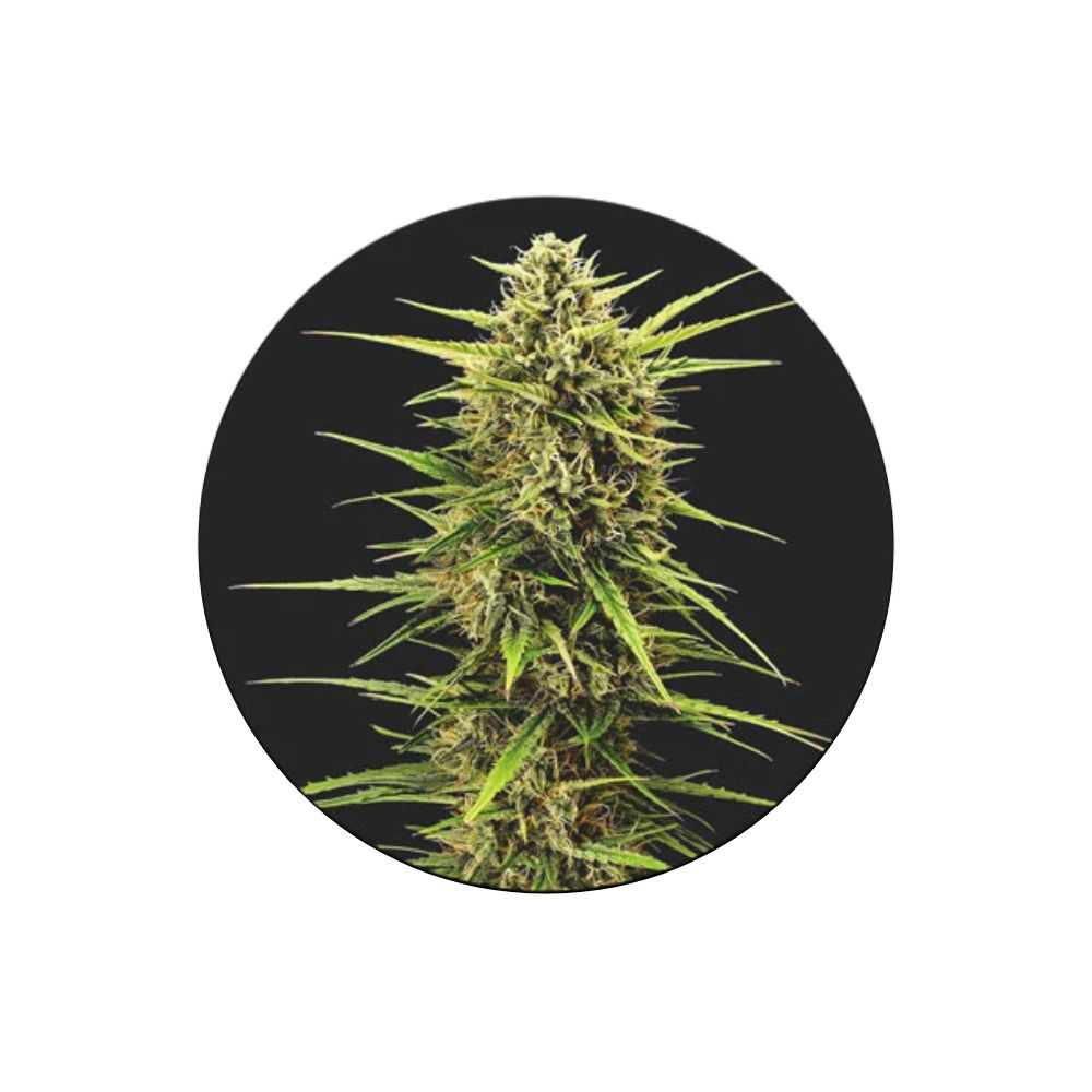 !SOPO! Cannabis seeds "Rainbow Apples" - Feminized - 3 pcs.