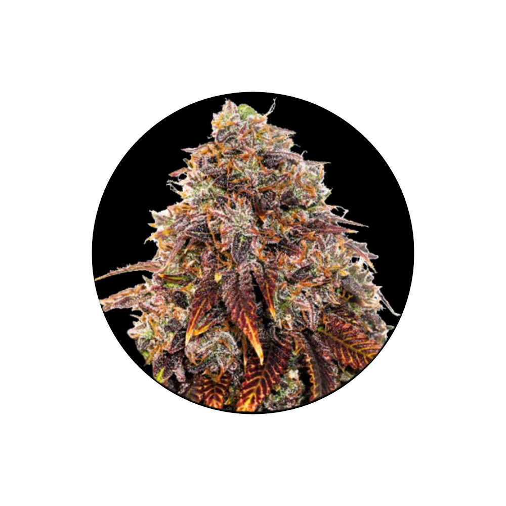 !SOPO! Cannabis seeds "Gelato #41" - Feminized - 3 pcs.