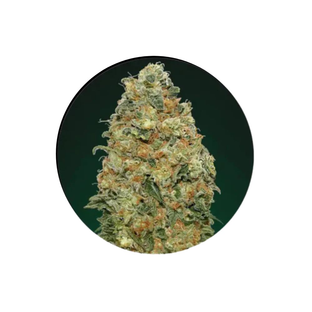 Cannabis seeds "Super Skunk" - Autoflower - 3 pcs.